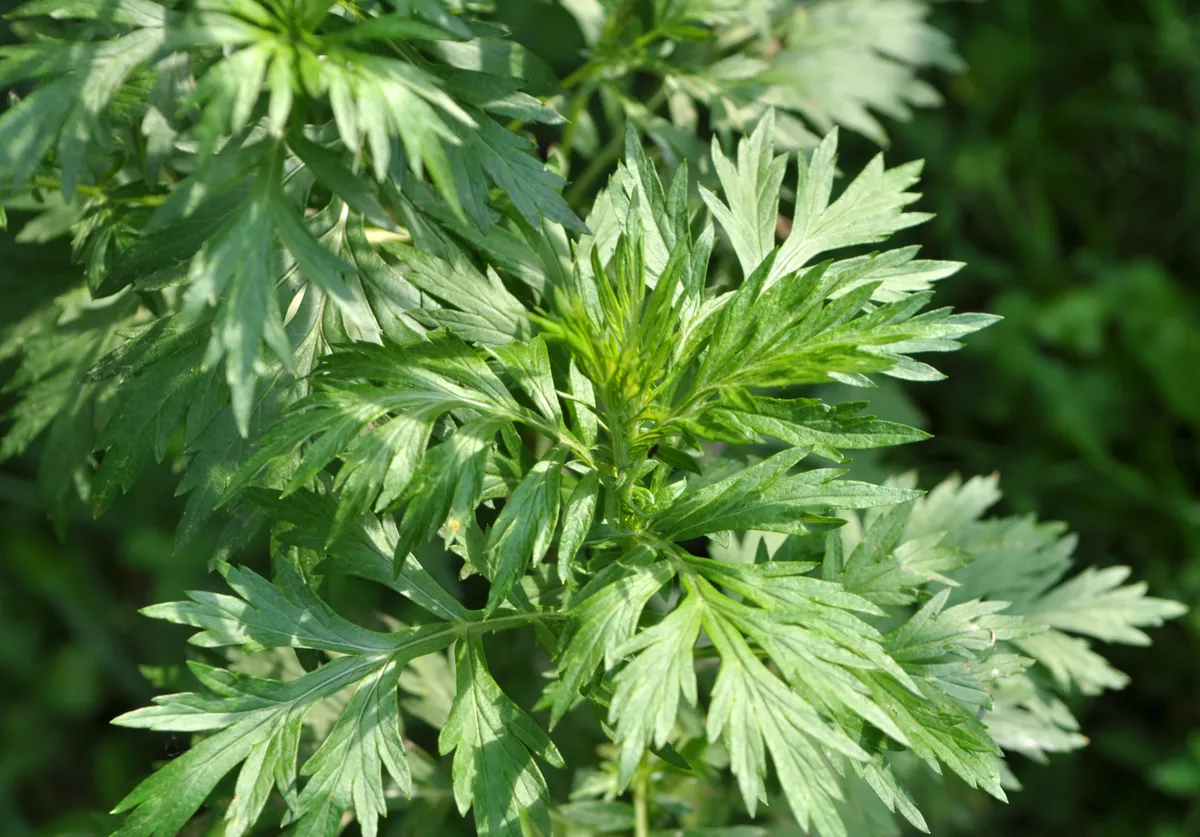 A fekete üröm gyógy- és fűszernövény is