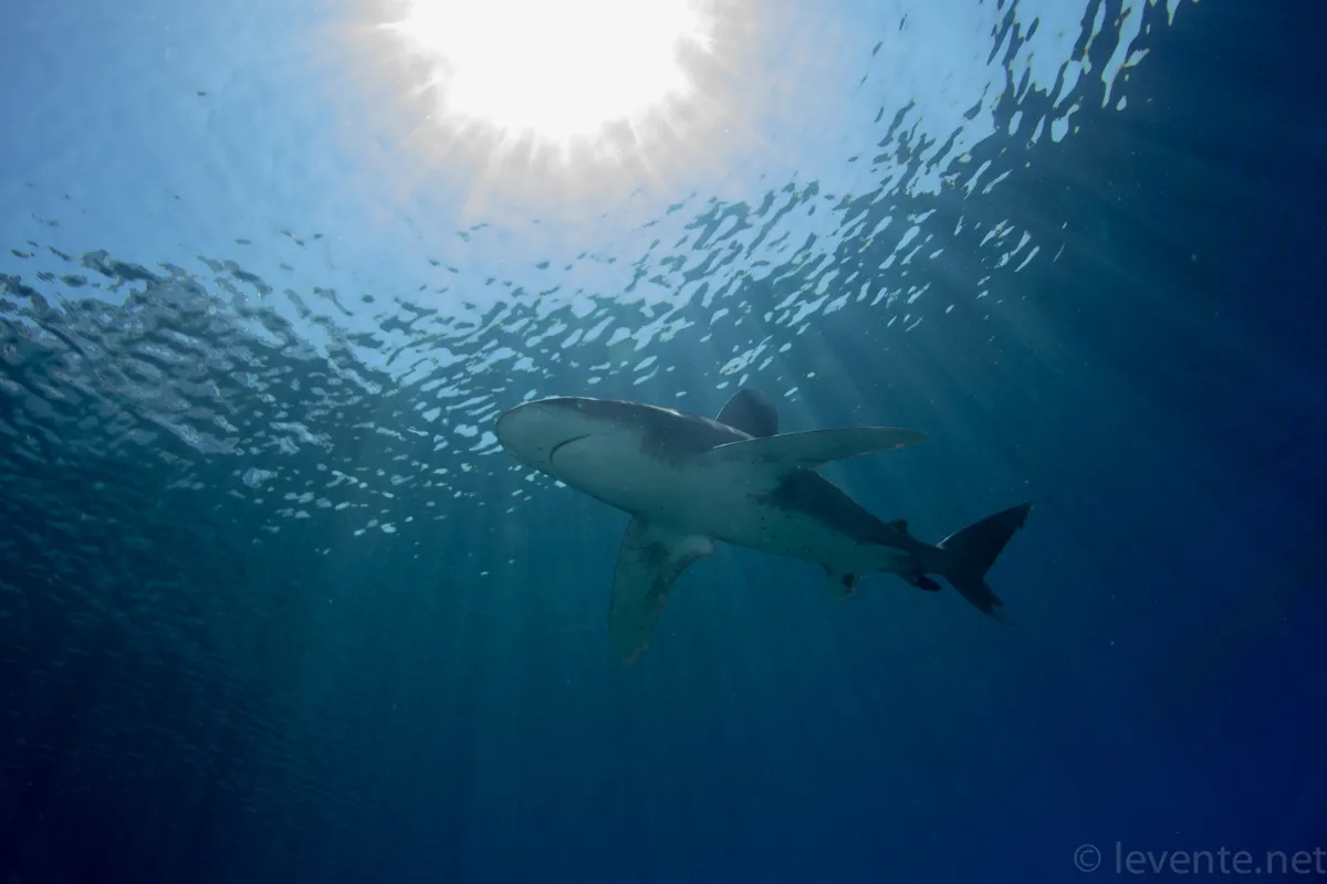 egy cápa a fénysugárral telített vízben. 