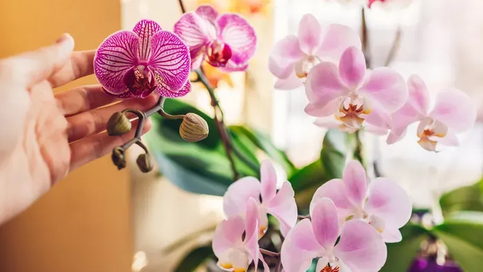 Ha ezzel locsolod az orchideát, tele lesz virágokkal