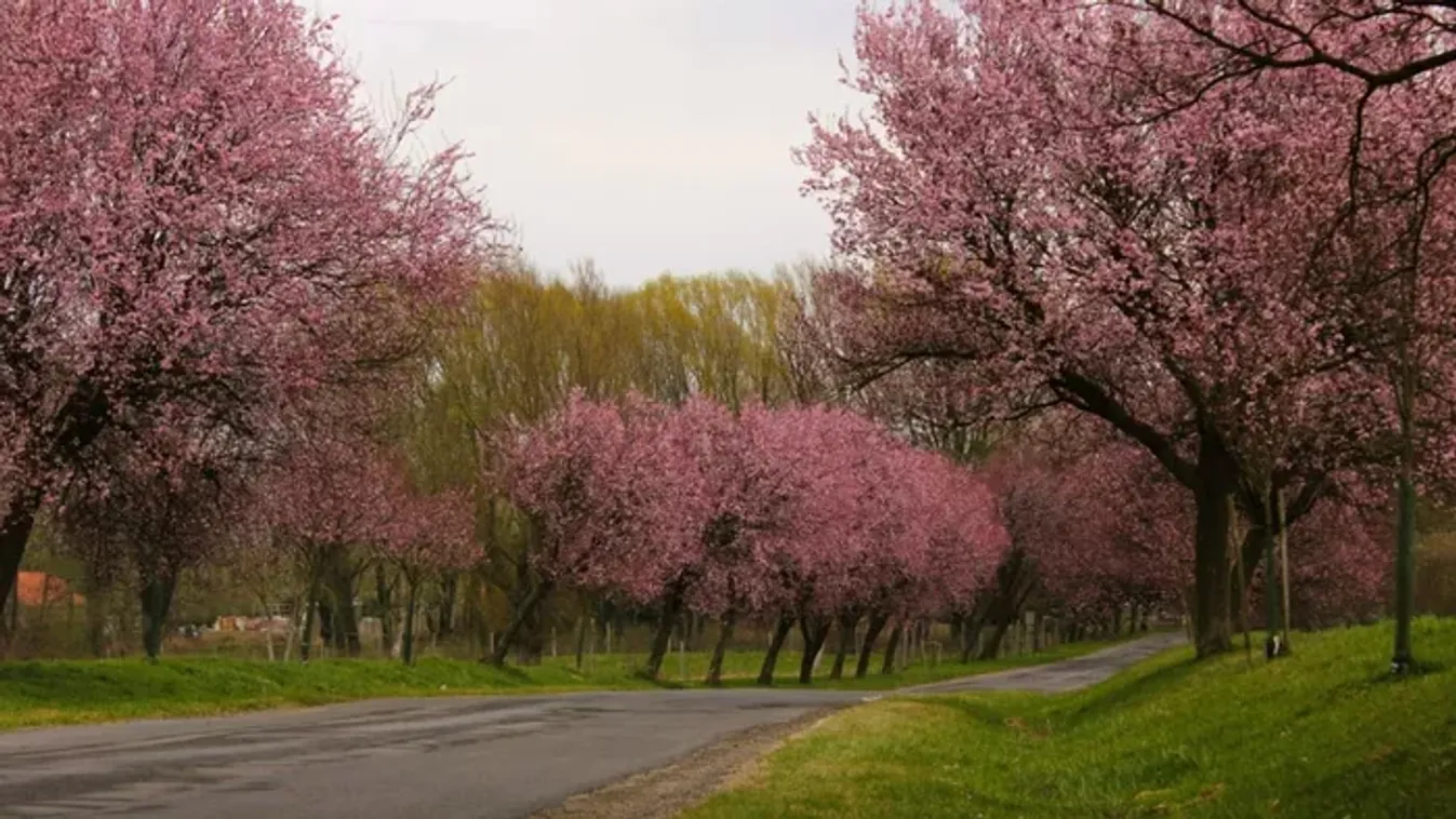Tavaszi bakancslista – A leglátványosabb hazai vérszilvafasorok, ahol neked is szelfizned kell