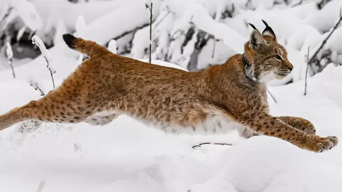 Veszett vadmacska támadt rá két emberre és több kutyára