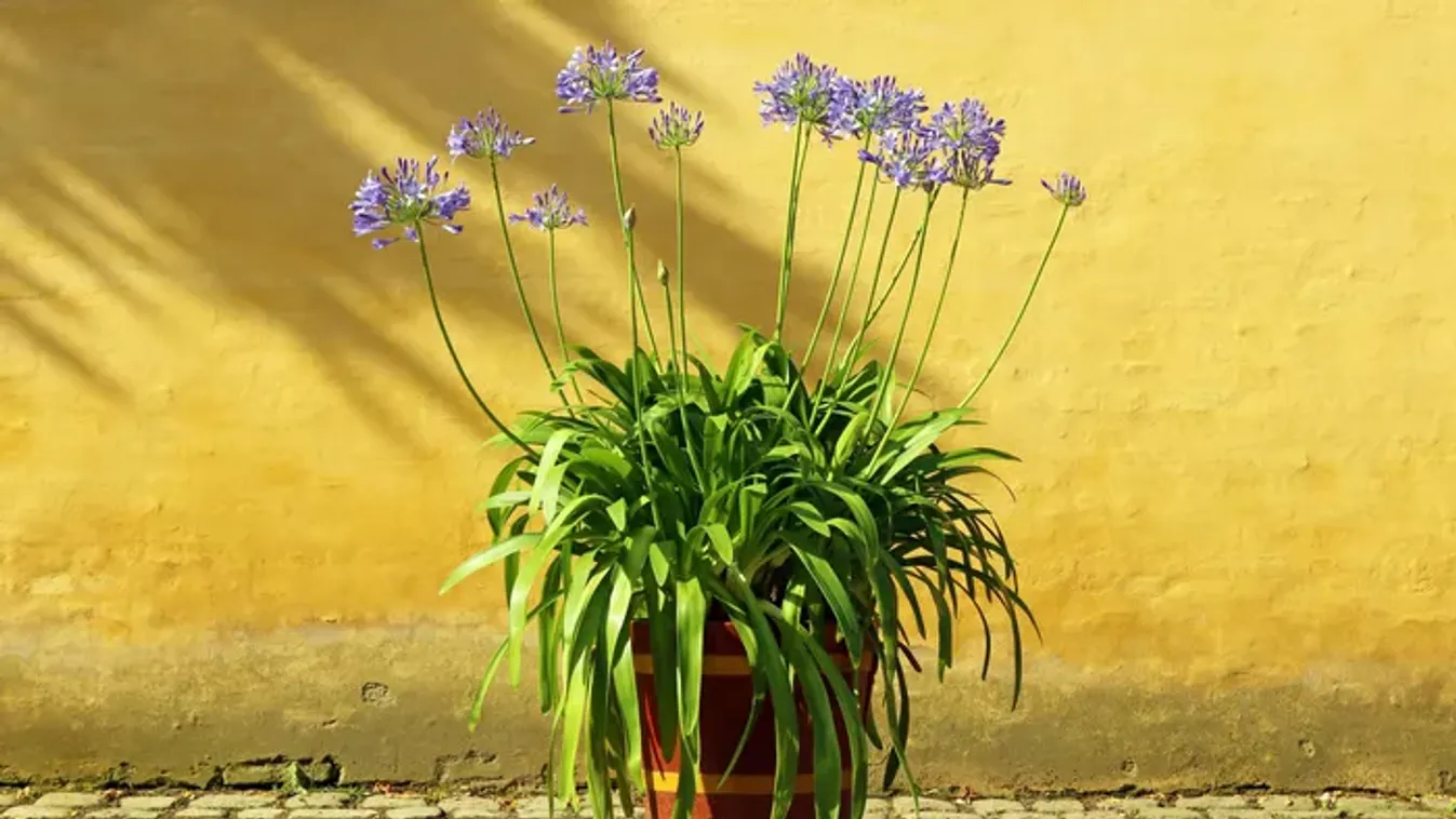 Lelj románcra szerelemvirággal: így ültess agapanthust