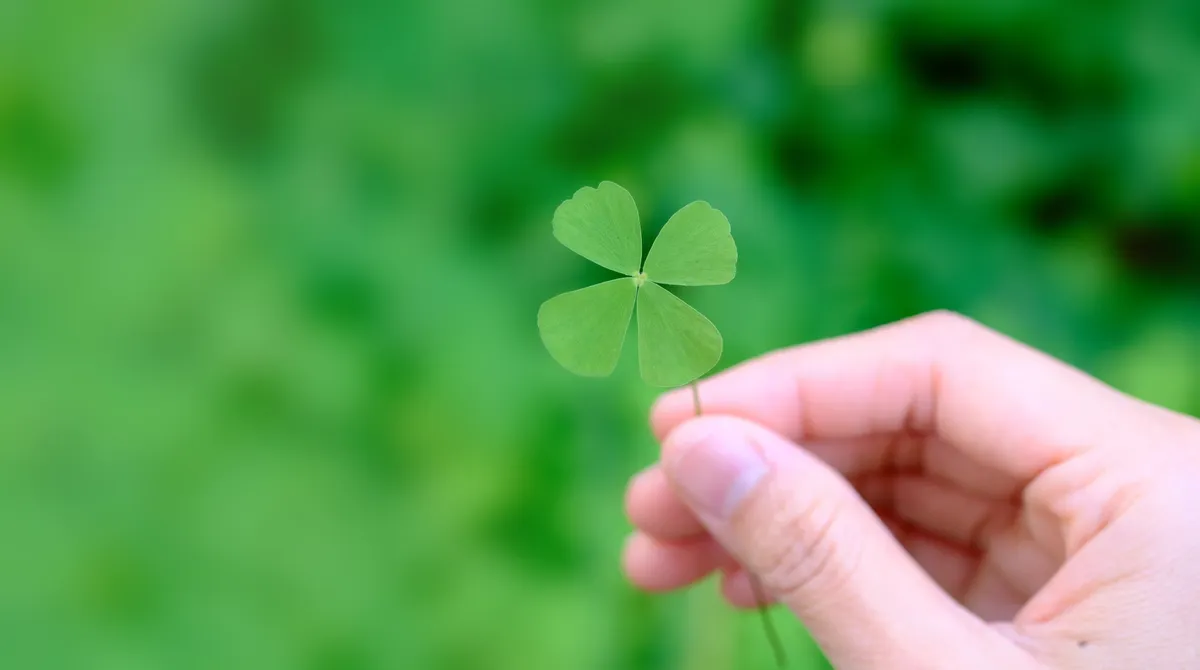 Szerencsehozó négylevelű lóhere a horoszkópban.