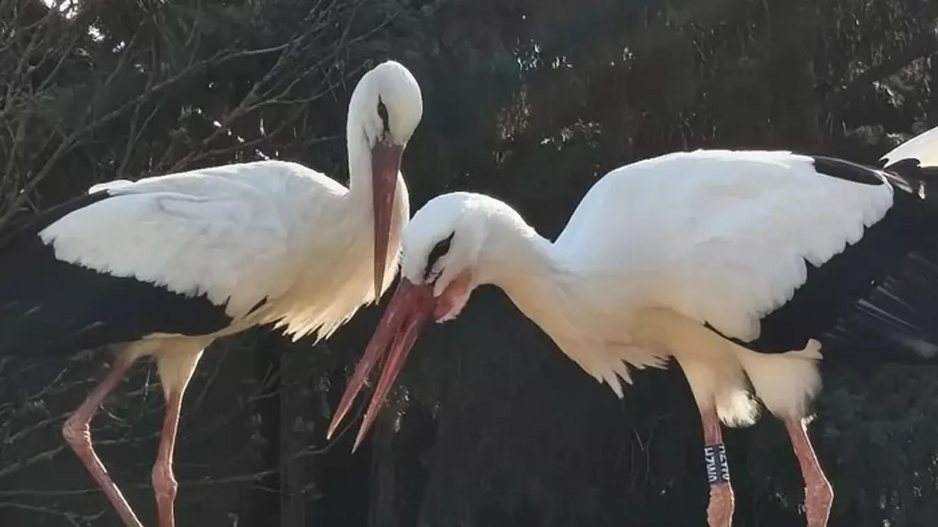 Kilenc éve a szerelem szárnyán: Szofi, a hűséges gólya idén is hazatért párjához Dömösre