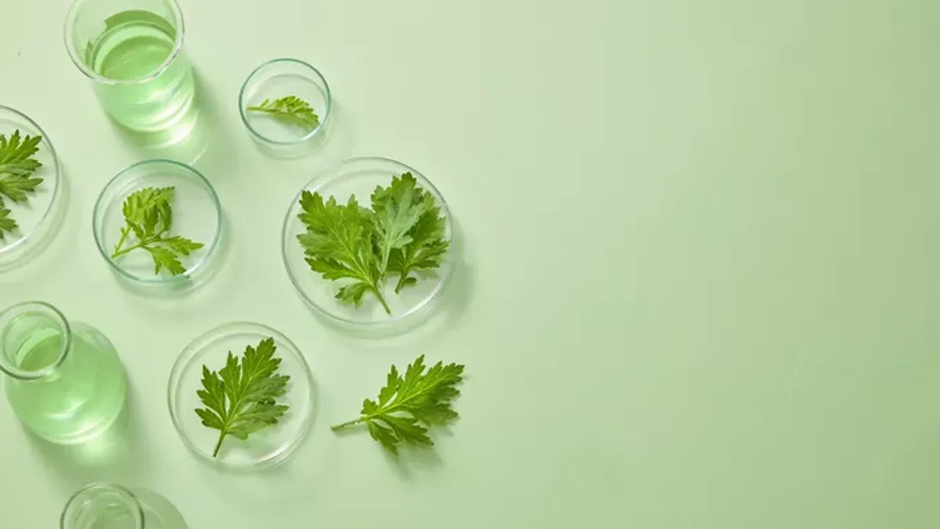 A női bajok természetes ellenszere – A sokoldalú fekete üröm gyógyhatása