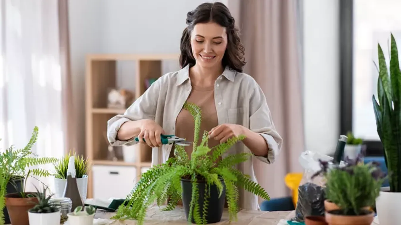 Így mentheted meg a haldokló szobanövényeket!