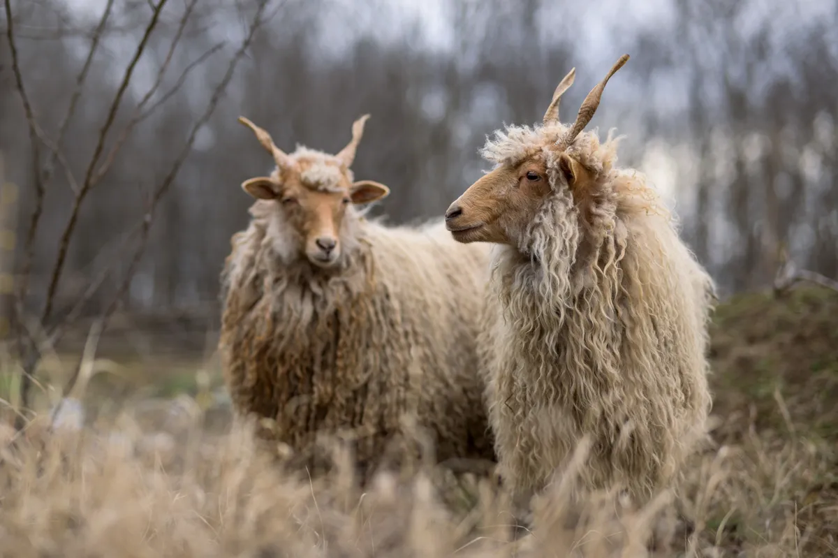 A fotón látható magyar racka juhok is szerepelnek a kvízben. 