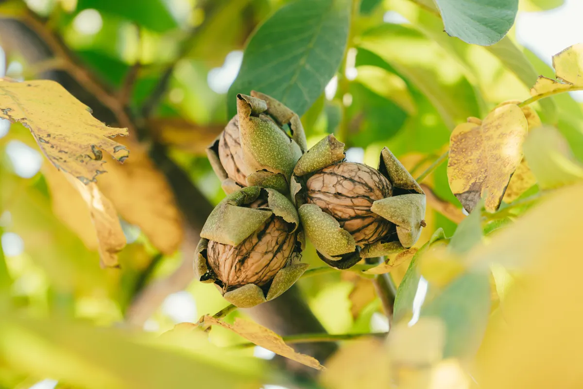 A diófa megmentése pusztuló fa ápolásával: érett diószemek a fán.