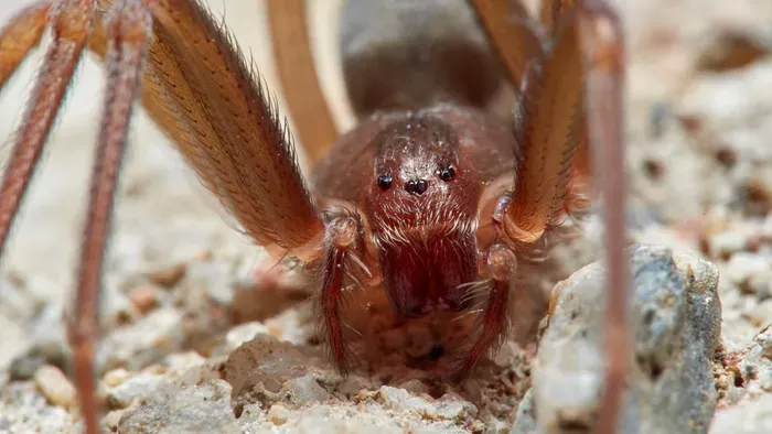 Fájdalmas pókcsípés: figyelmeztetés a spanyol üdülőhelyeken