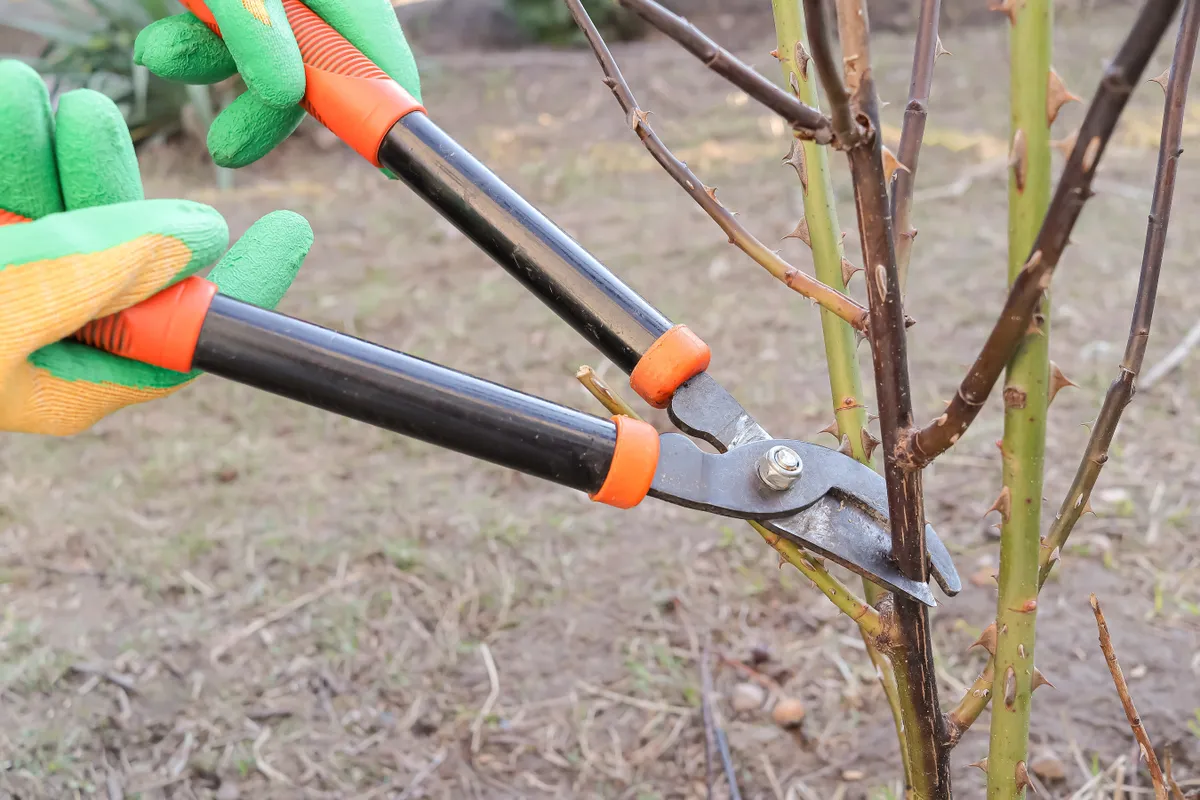 Rózsa metszése ferde vágással
