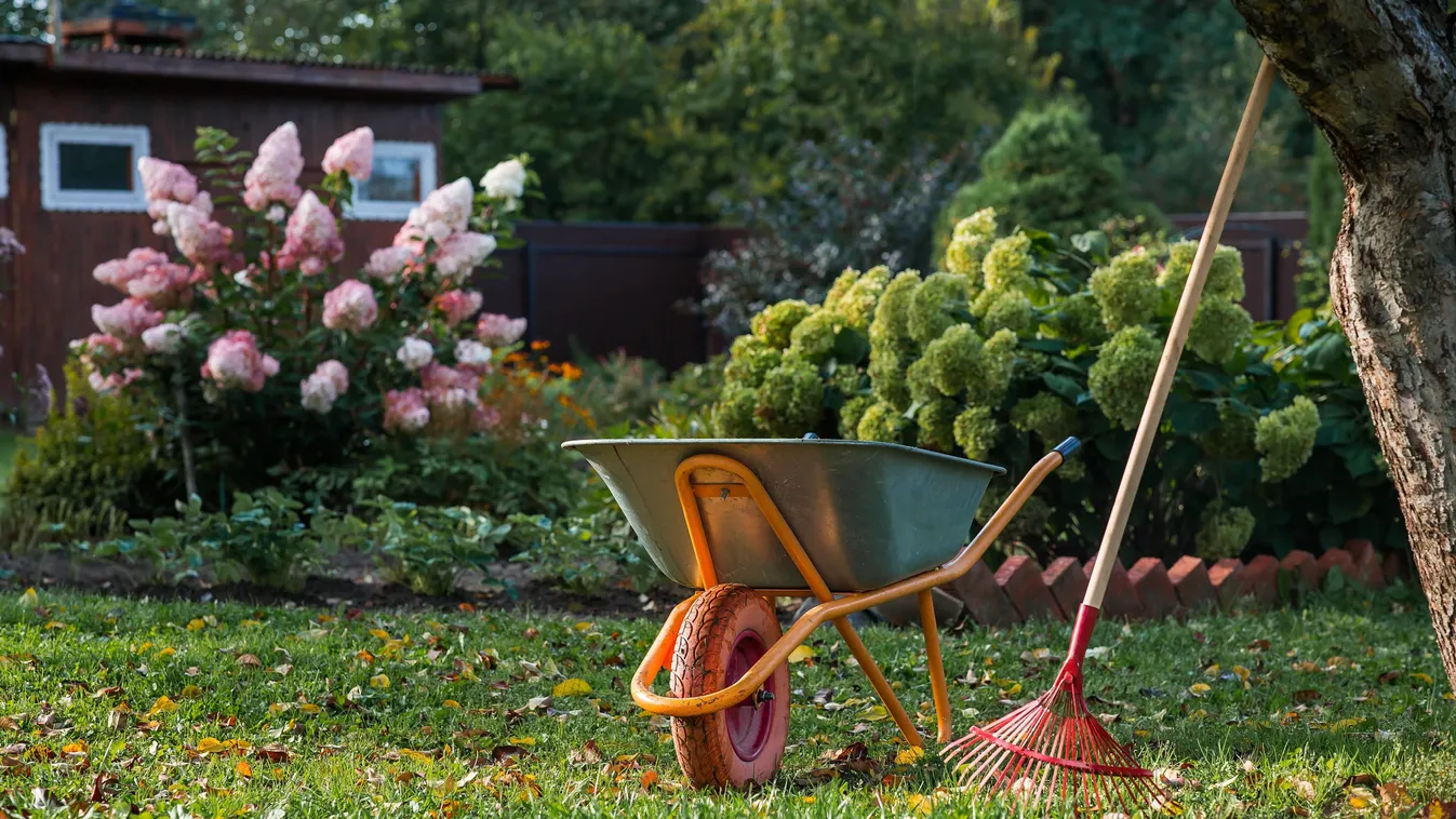 Fű helyett talajtakaróval benépesített kert, benne talicska, gereblye és virágok
