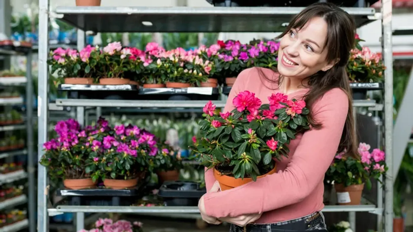 Csodálatos ajándék, így gondozd az azálea virágot