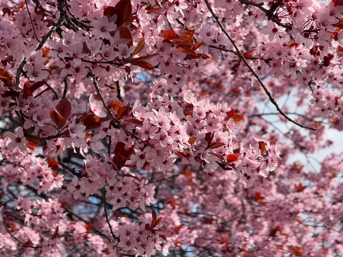 A vérszilvafa látványos virágzása.