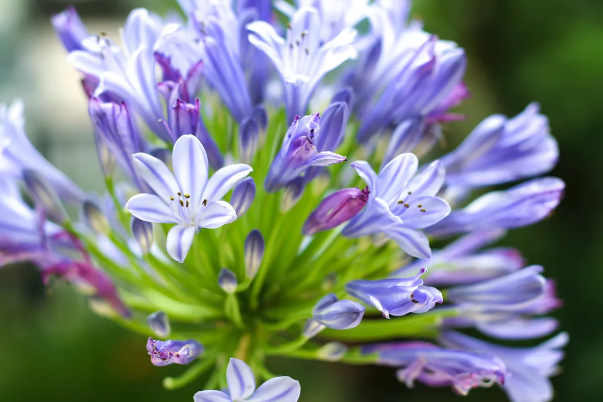 a virágzó afrikai szerelemvirág gondozása