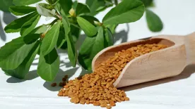 Eleged van az állandó puffadásból? Ezt a gyógynövényt érdemes bevetned