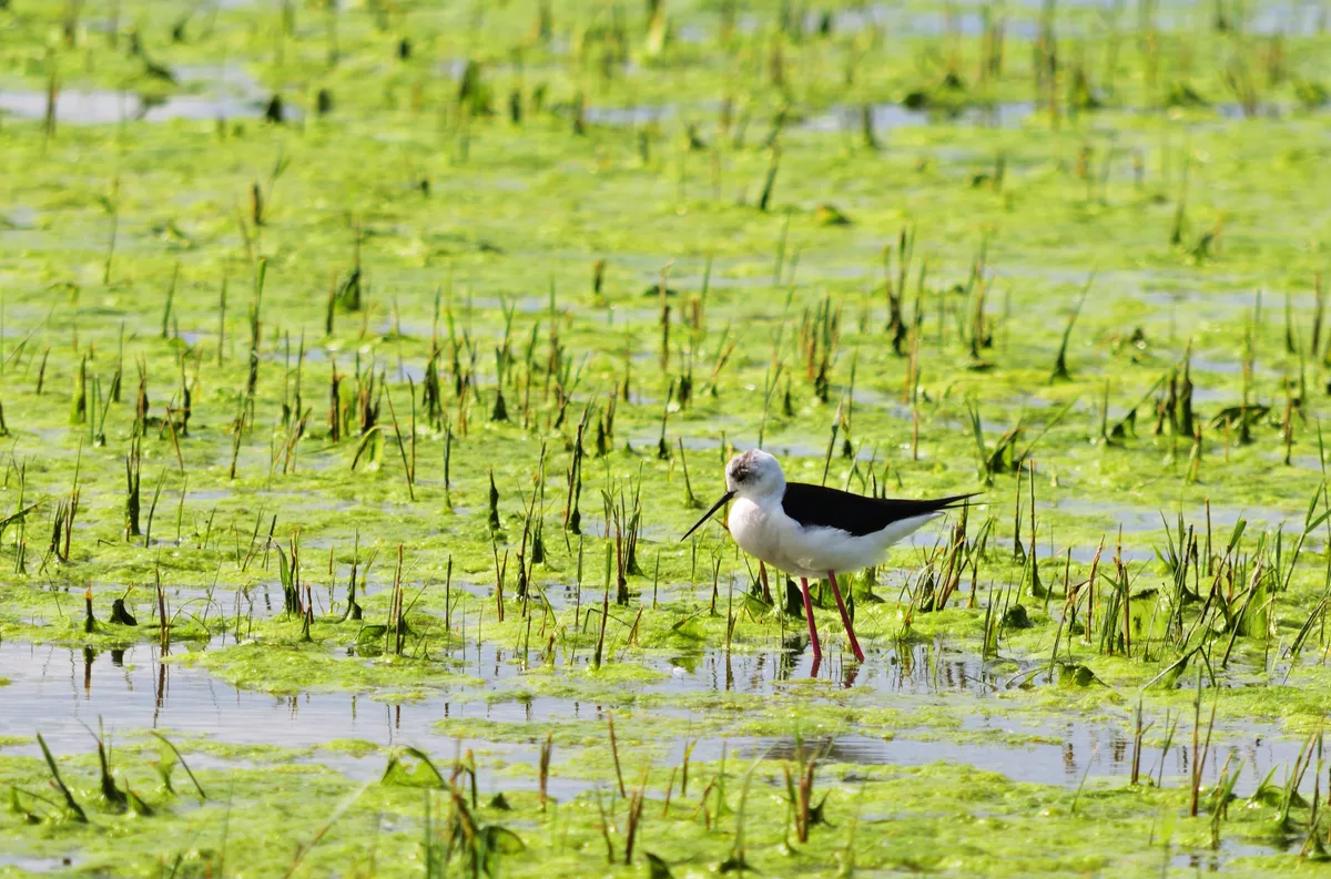 Gólyatöcs lápos könyezetben.