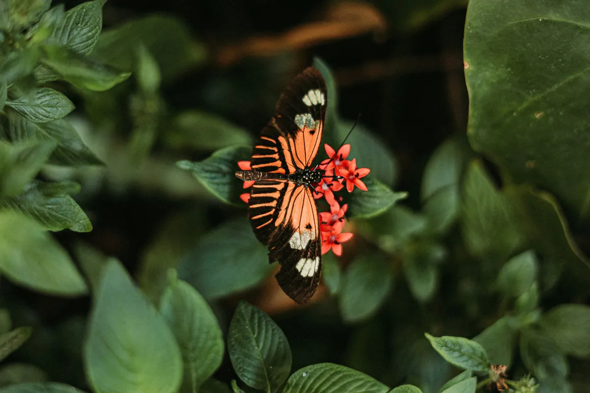 A GardenExpó 2026-os eseményéről egy kép egy színes lepkéről.