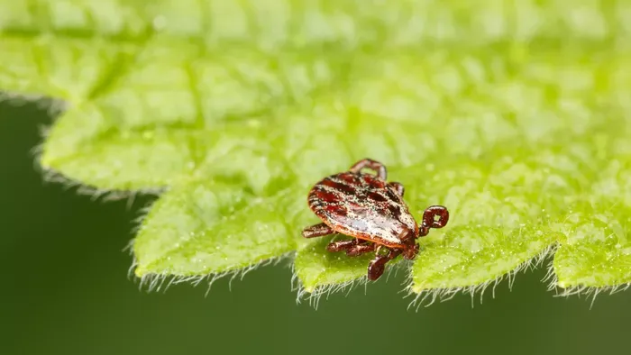 Kullancs a kertben? Ezek a növények veszélyesek