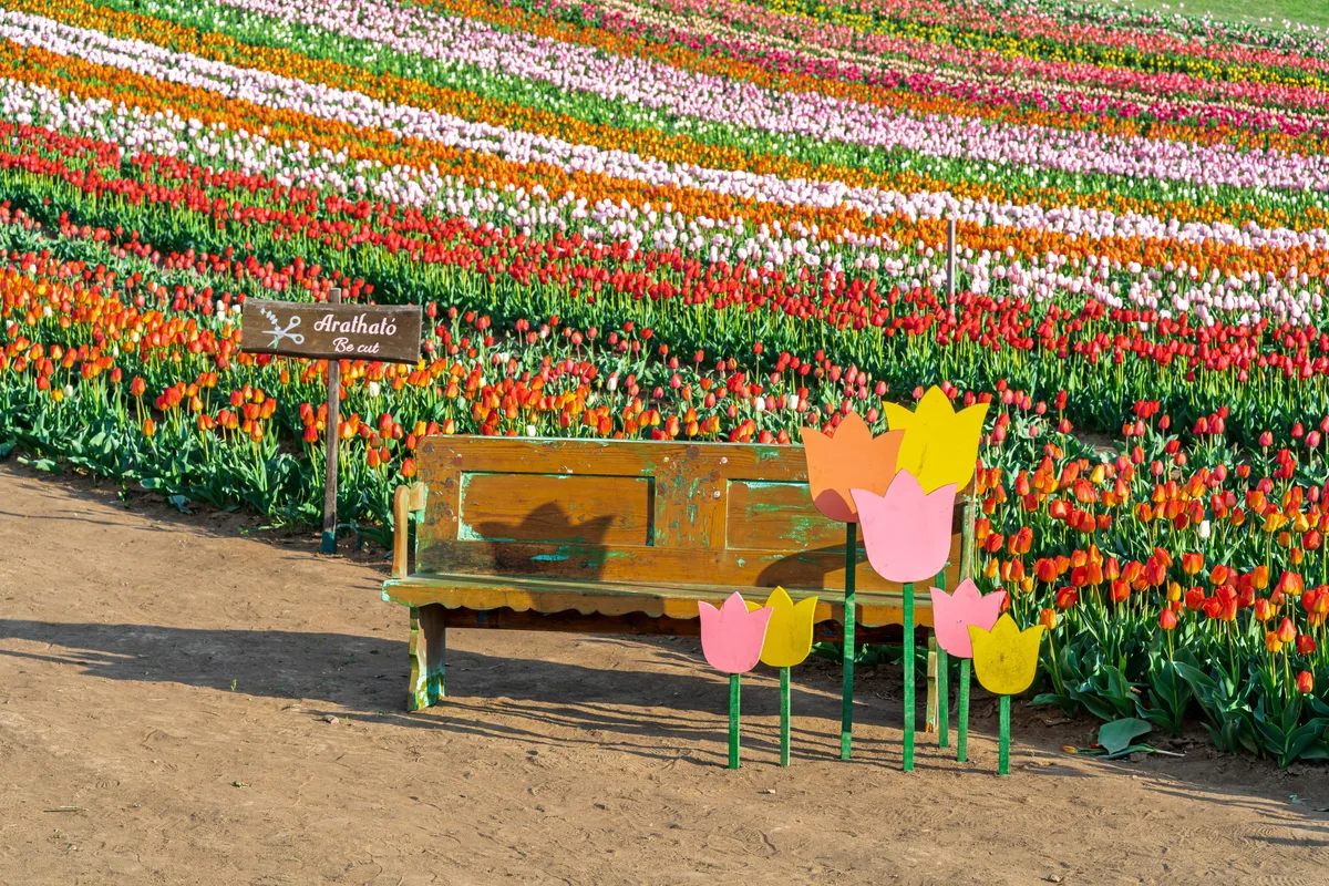 Tulipánszüret a tulipánmezőn.