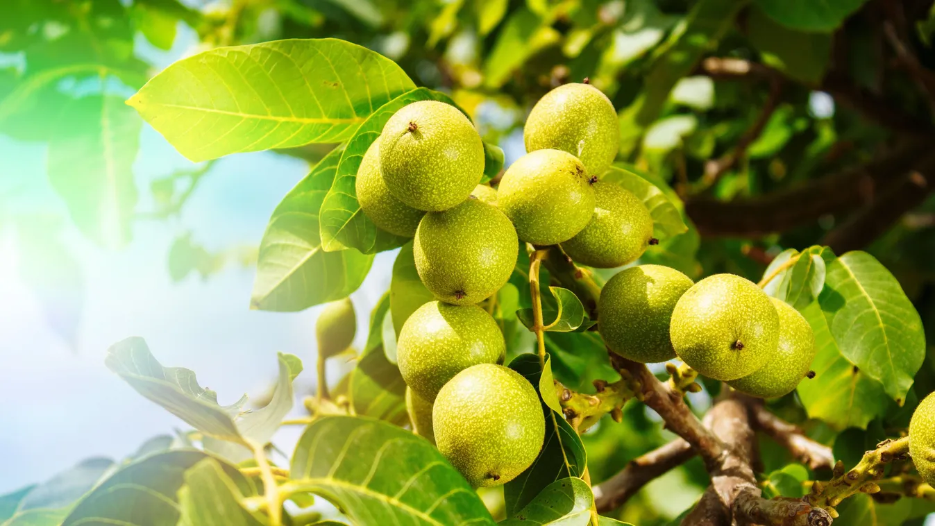 Ne mondj le róla – Ezzel a módszerrel még megmentheted a diófát