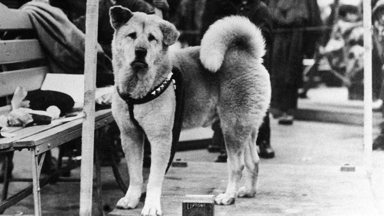 Hachiko 1932-ben a tokiói Shibuya állomáson.