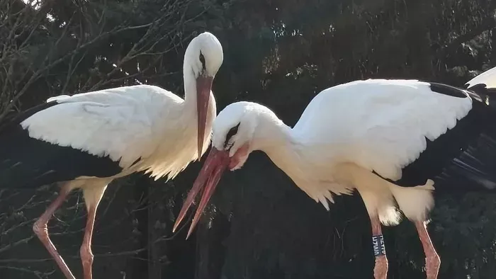 Újra együtt a dömösi gólyapár