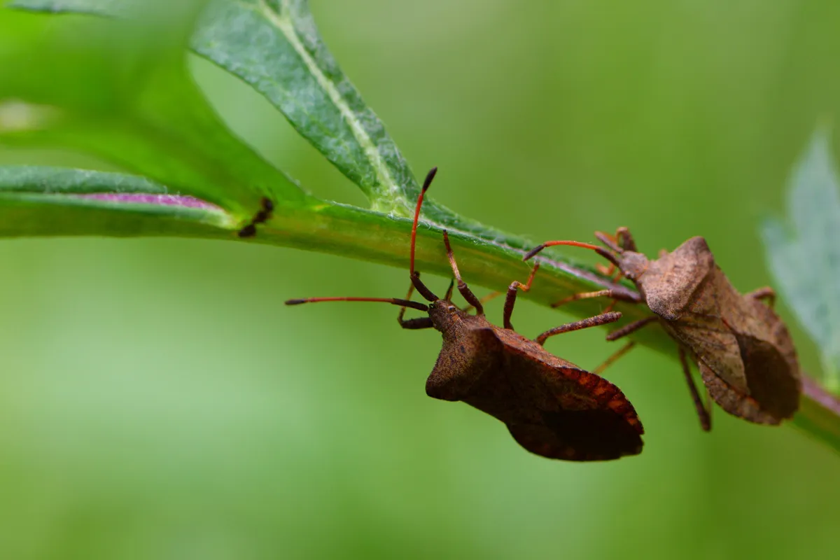 Poloska a növényeken.