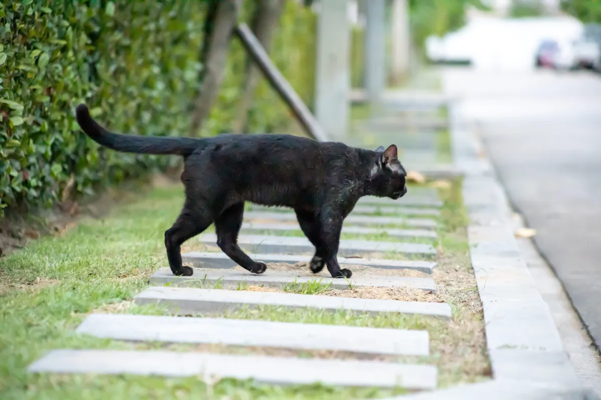 Retró kvízben szereplő kép egy fekete macskáról