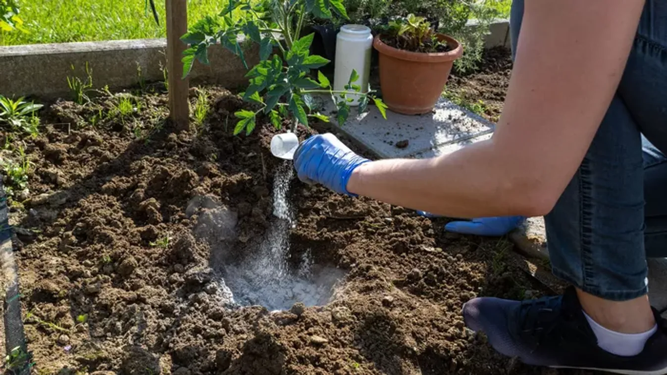 Tökéletes konyhakertre vágysz? Ezeket kell elvetni márciusban