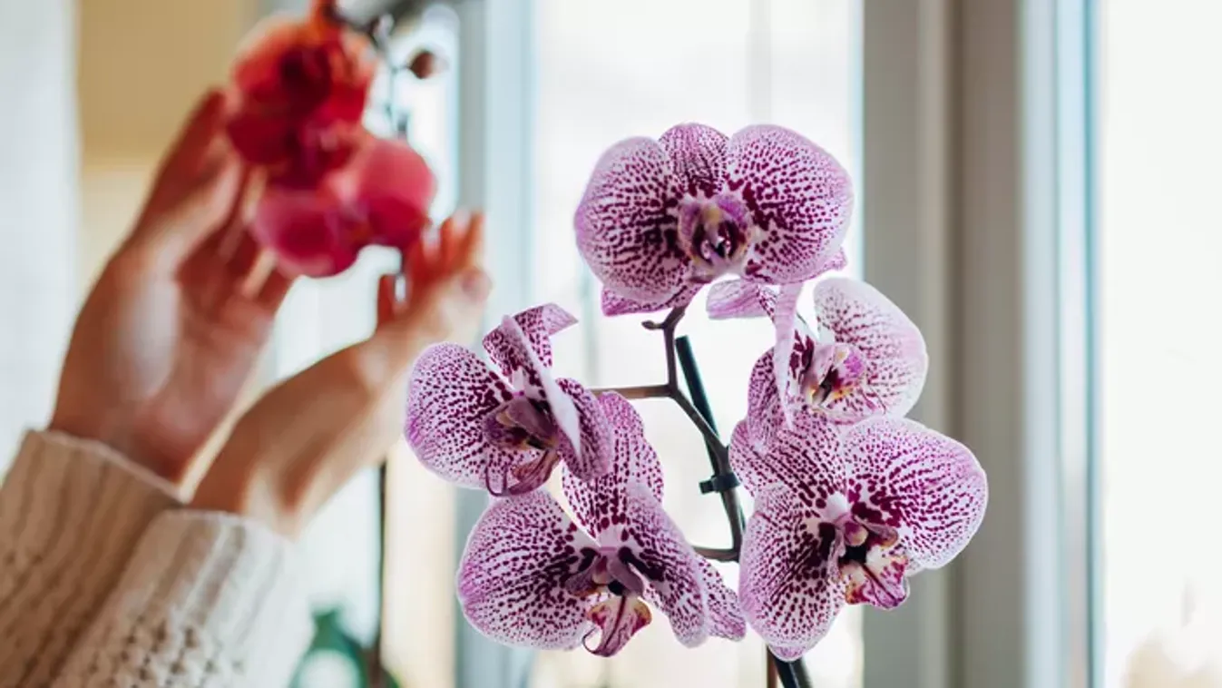 Elvirágzott orchidea? Így vágd vissza és újrahajt&nbsp;