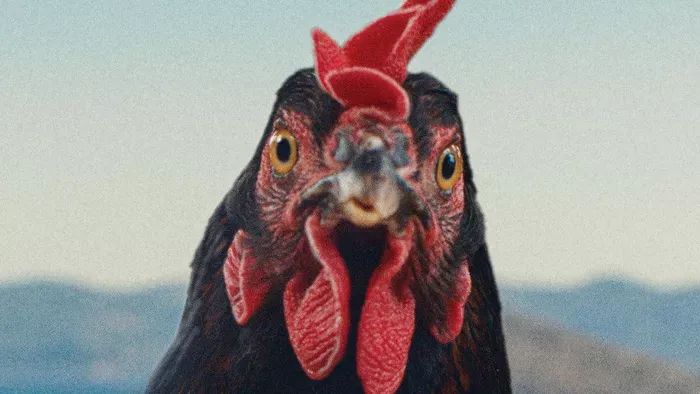 Tyúk — bekapirgálja magát a szívünkbe Pálfi György filmje?