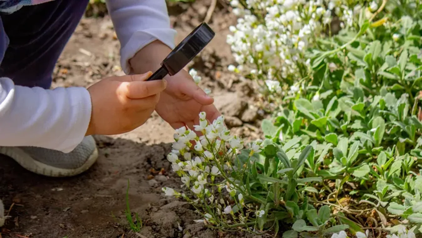 Ismerjük fel a tavaszi mérgező növényeket a kertben és az erdőben