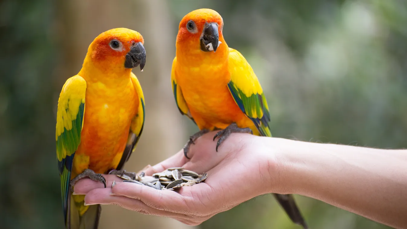 Kihalófélben lévő halak és leguánok a suliban? – Világelső fajmegőrző program egy mosonmagyaróvári iskolában