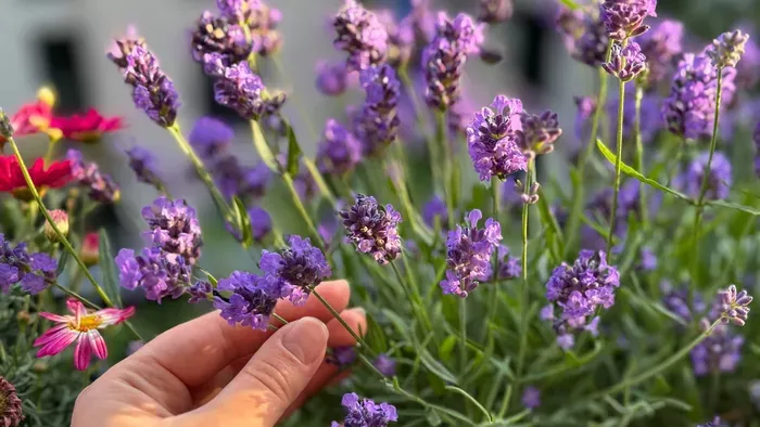 Nincs kerted? Így nevelj levendulát cserépben