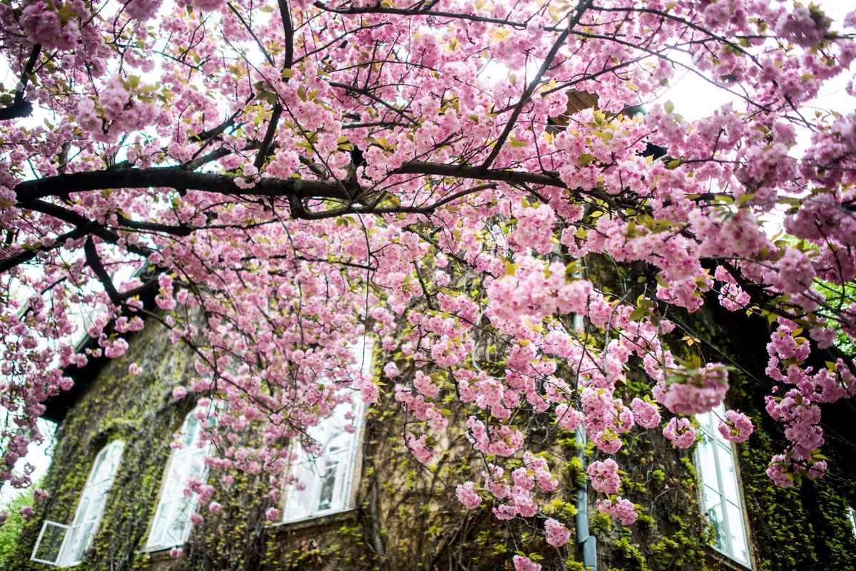 Cseresznyevirágzás Budapesten az ELTE Füvészkertben.