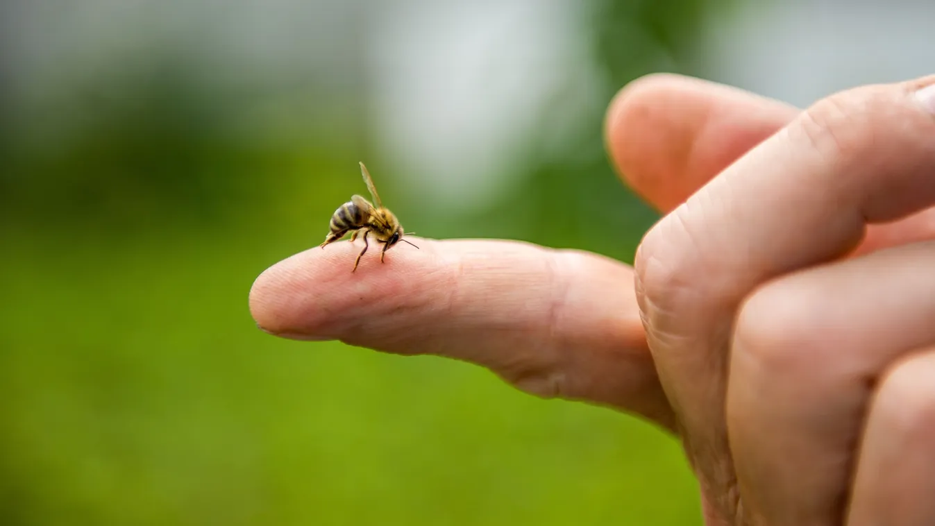 Óvakodj a méhektől: ezek a tünetek utalhatnak allergiára