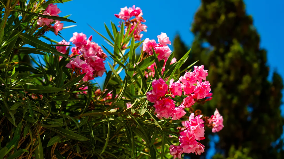Ilyen földet adj a leanderednek – Ha jól választasz, egész nyáron ontani fogja a virágokat