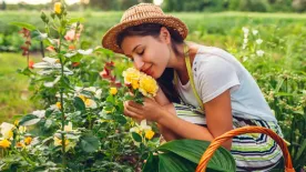 Így gondozd a rózsát, hogy egész nyáron virágozzon