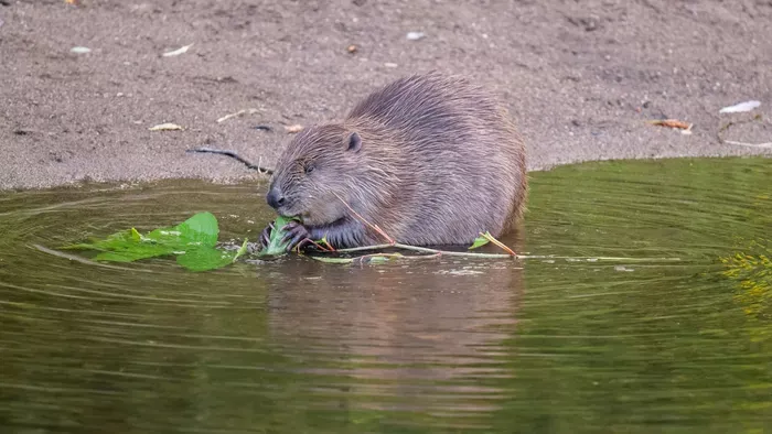 Kvíz: mennyire ismered Magyarország élővilágát?