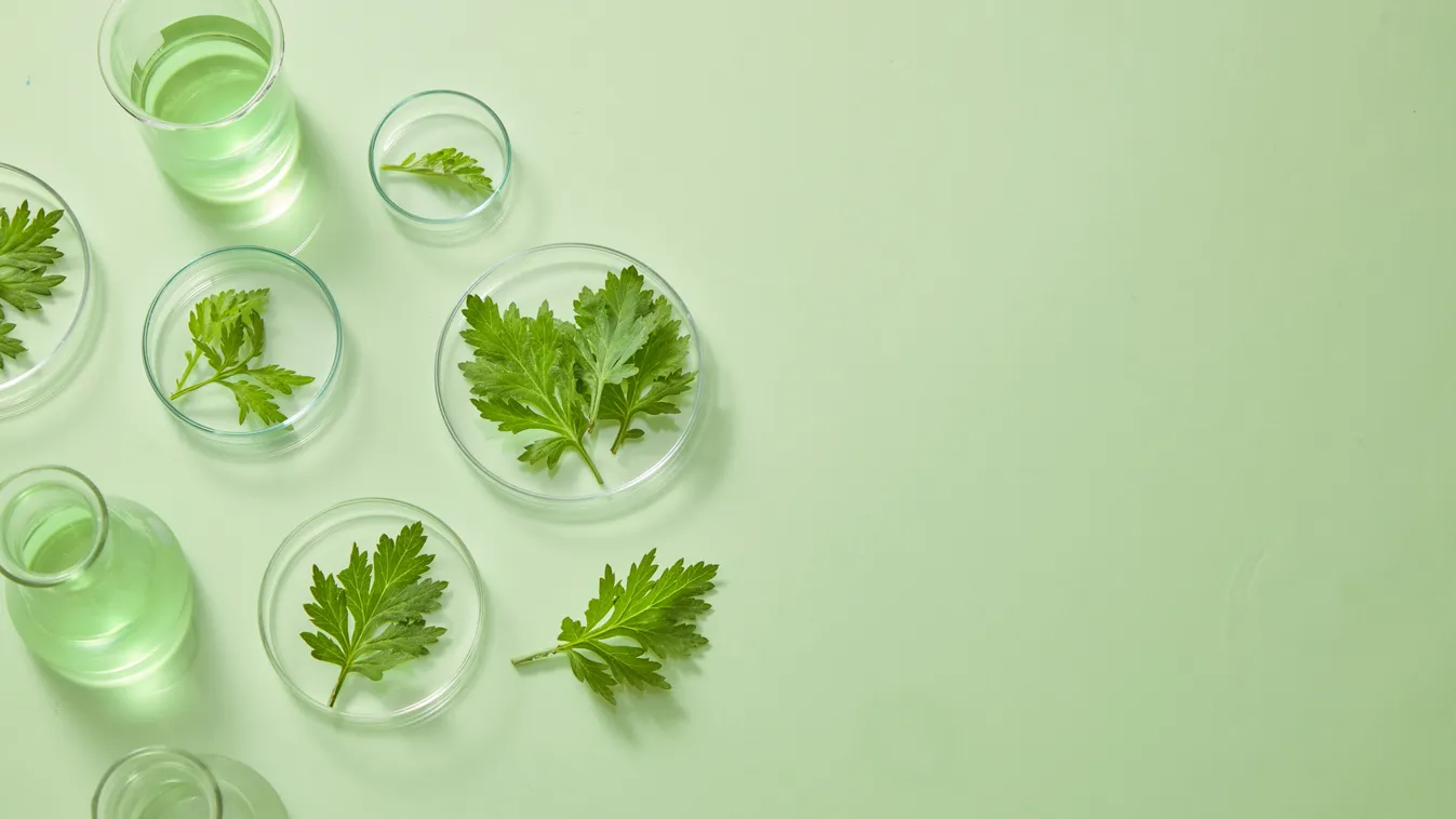 A női bajok természetes ellenszere – A sokoldalú fekete üröm gyógyhatása