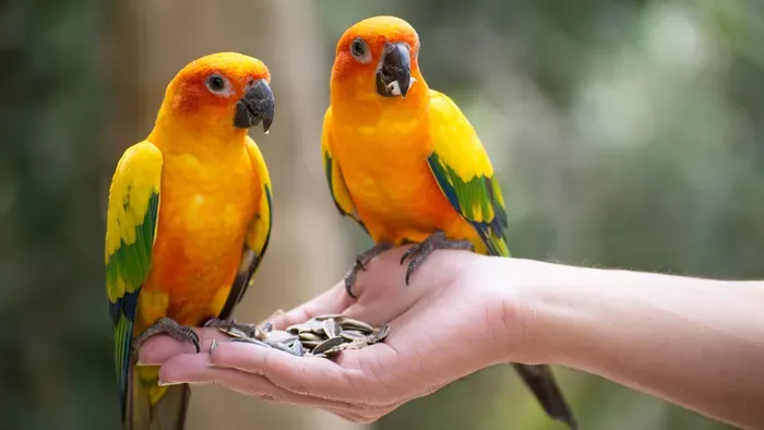 Világelső fajmegőrző program egy mosonmagyaróvári iskolában