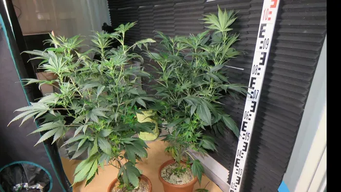  Kábítószer-termelésért tartóztattak le egy szegedi férfit