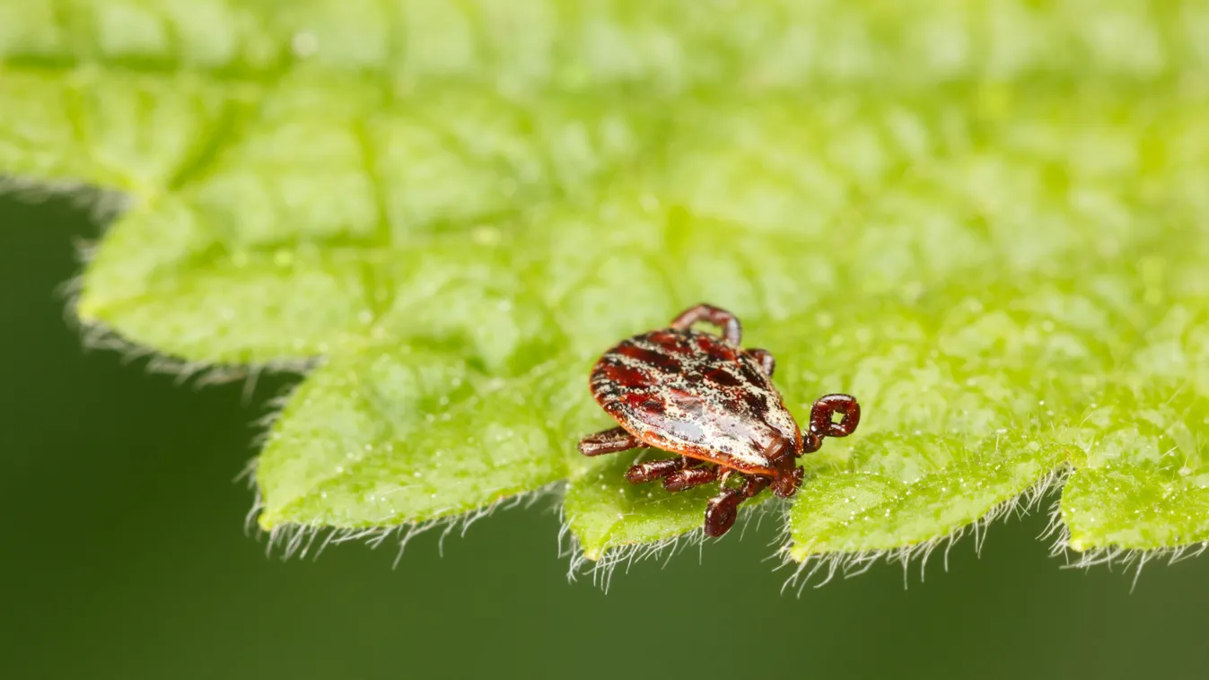 Vigyázz, ezek a növények kullancsokat csábíthatnak a kertedbe