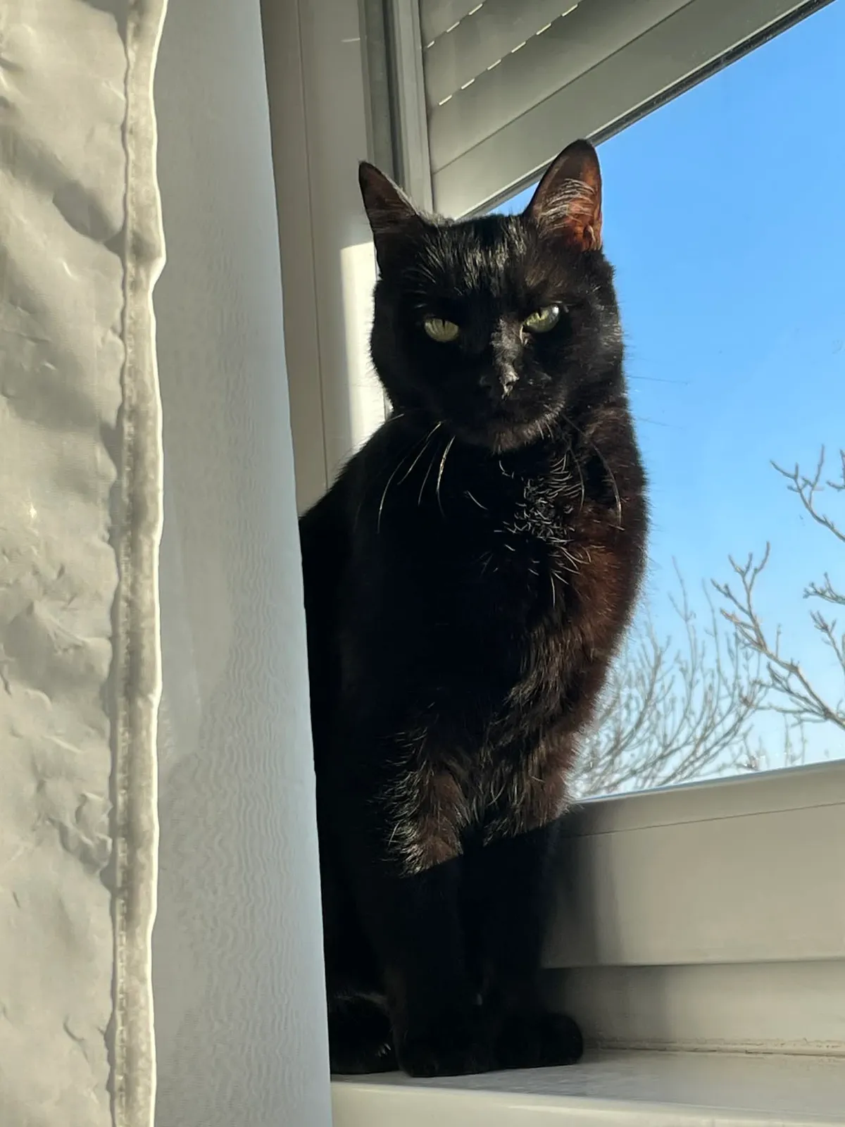 Pokoli pusztítás a budakeszi tűzeset helyszínén – a sűrű füst ellenére a tűzoltók végül élve találták meg a lakásba szorult, rettegő Lucifert