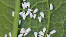 Liszteske támadta meg a muskátlit? Így szabadulj meg tőle!