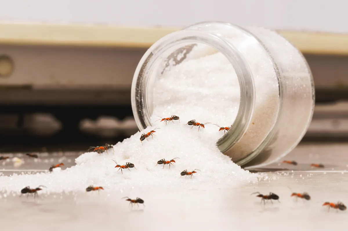 Hangyák elleni védekezés része, ha a kiborult élelmiszereket gyorsan feltakarítjuk.