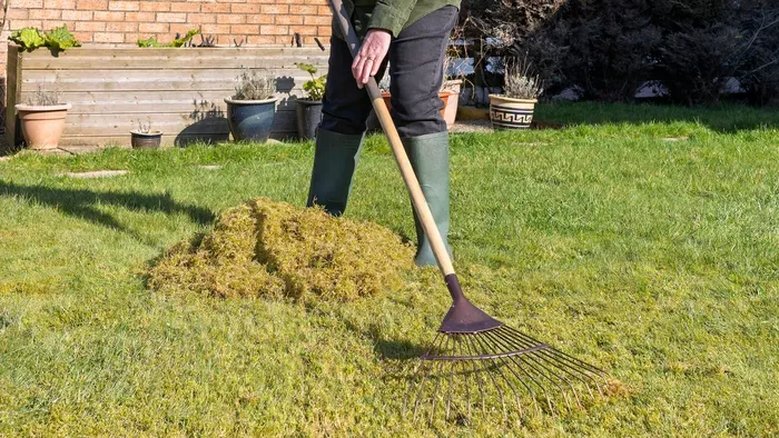 Hópenész a gyepen? Így védekezhetsz hatékonyan