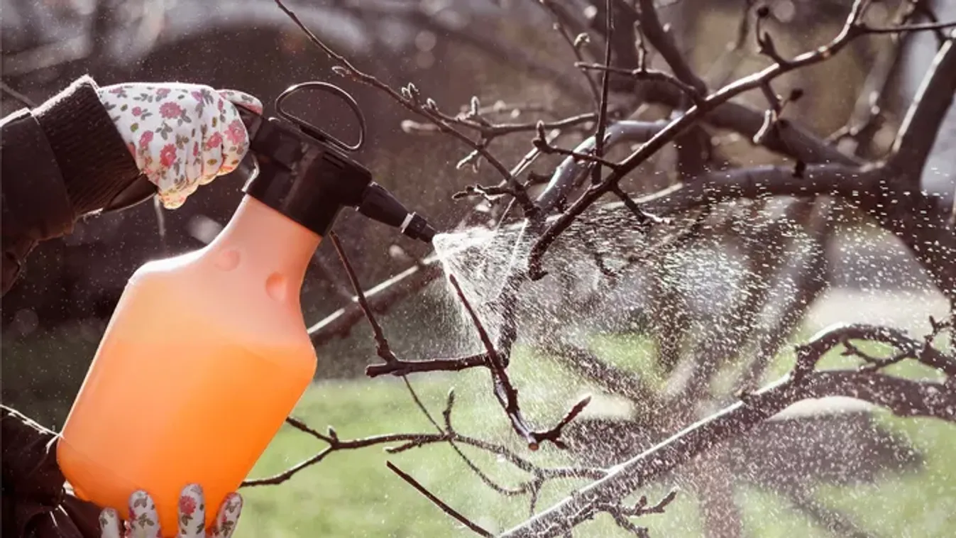 9 természetes megoldás: így permetezd a gyümölcsfákat