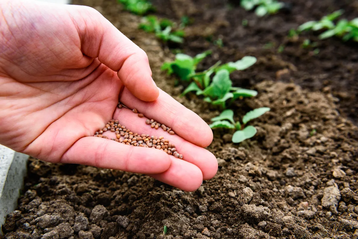 Magok márciusi vetése