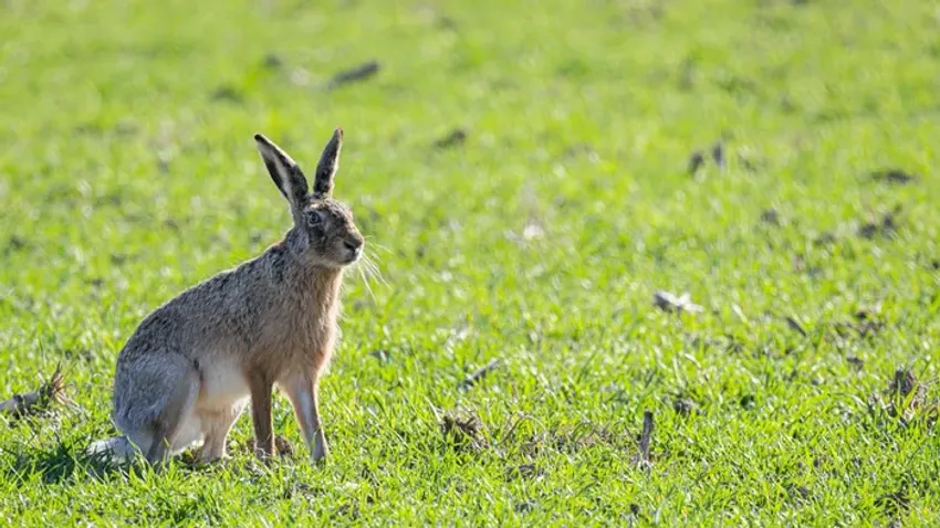 Itt a tavasz! Mosolyognak a magnólia szirmok, az alföldi állatok kacsintanak – Ezt nézd!